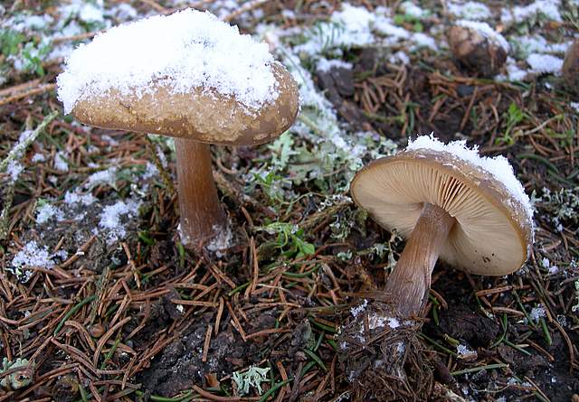 Macromiceti jurassiani � la lunga ricerca